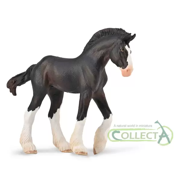 Clydesdale Foal - Black